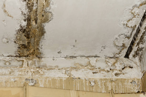 Best Airborne Mold Testing  in Tamarac, FL