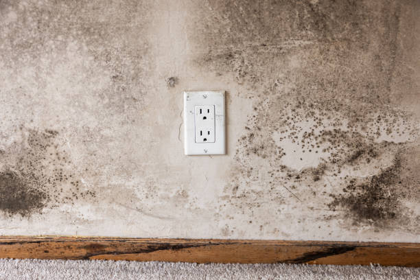 Asbestos and Lead Testing During Mold Inspection in Tamarac, FL