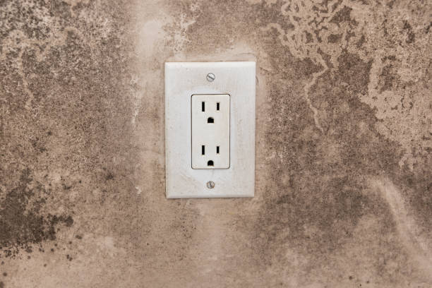 Tamarac, FL Mold Removal Company