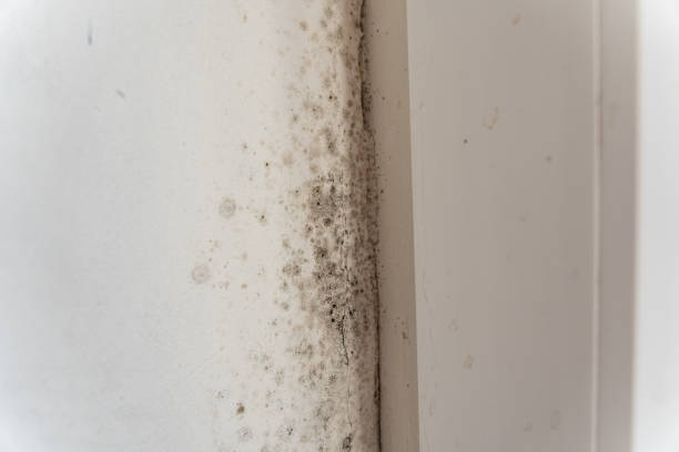 Best Mold Removal for HVAC Installations  in Tamarac, FL