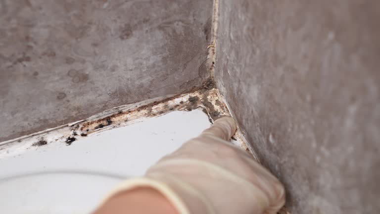 Best Mold Odor Removal Services  in Tamarac, FL